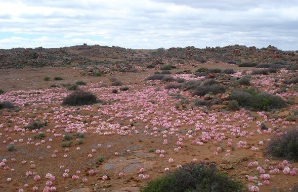 Brunsvigia bosmaniae expanding the panorama